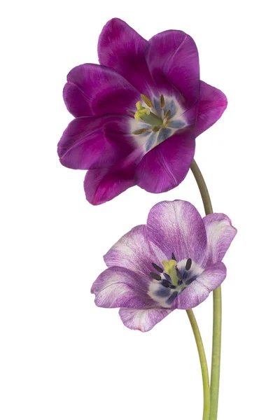 Tulip flowers isolated — Stock Photo, Image