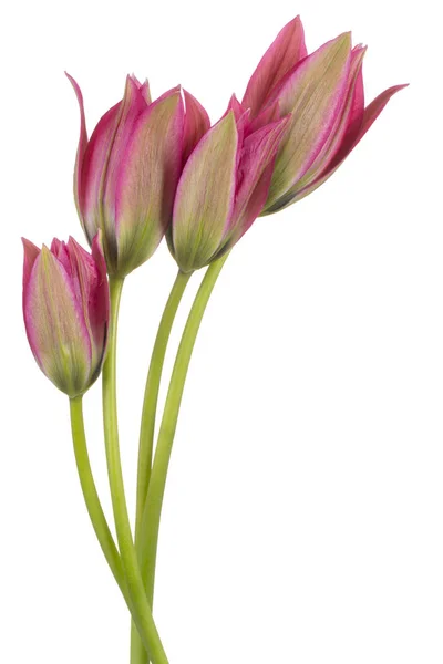 Flores de tulipán aisladas —  Fotos de Stock