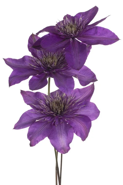 Clematis virág elszigetelt Stock Kép