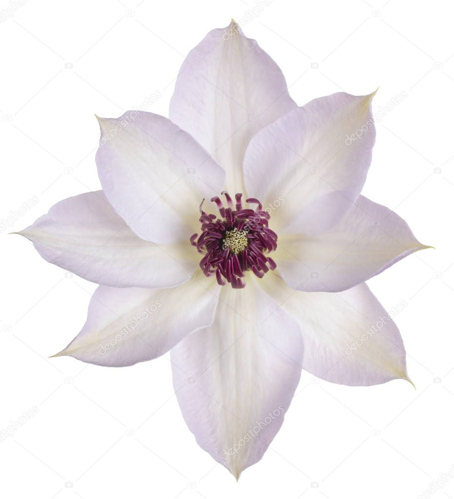 clematis flower isolated