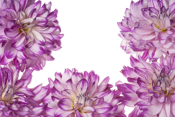 Dahlia flower background — Stock Photo, Image