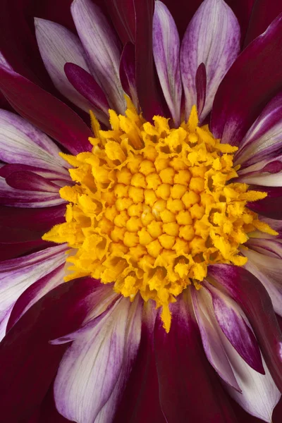 dahlia flower background