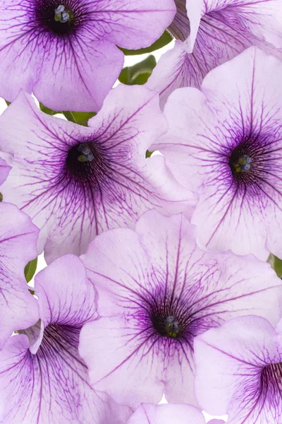 Petunia fondo de flores — Foto de Stock