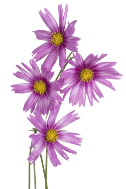 Kozmos çiçekleri izole