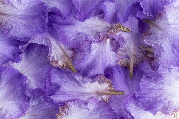 Iris kronblad bakgrund — Stockfoto