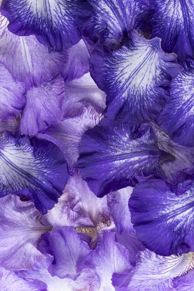 Iris bloemblaadjes achtergrond — Stockfoto