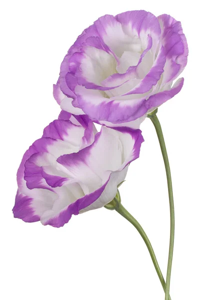 Eustoma kwiat na białym tle — Zdjęcie stockowe