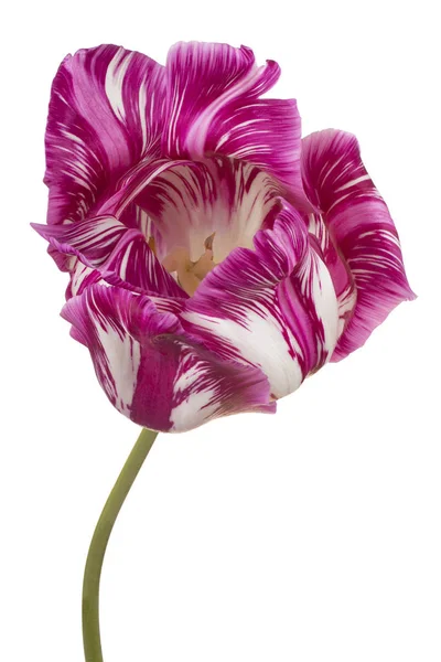 Tulipán virág elszigetelt — Stock Fotó