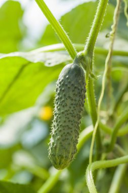 Salatalık hasat bitkiler