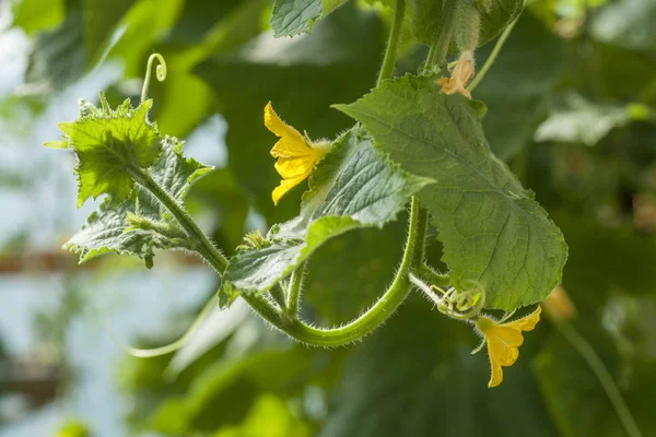 Blomma på gurka växt — Stockfoto