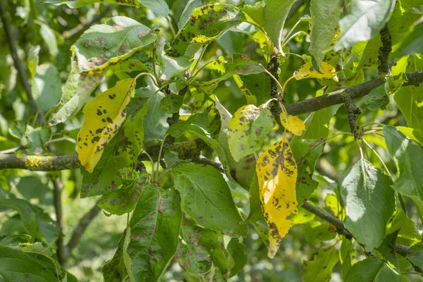Apple плямистості листя — стокове фото