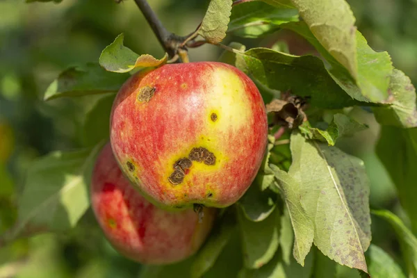 Sarna de manzana —  Fotos de Stock