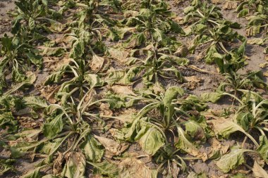 kuraklık pancar alanı