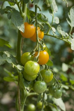 domates bitkileri sera içinde