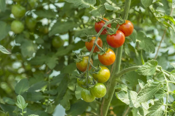 Tomatplantor i växthus — Stockfoto