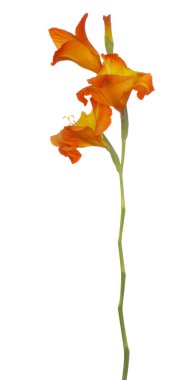 Glayöl çiçek izole