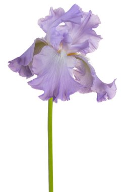 izole iris çiçeği