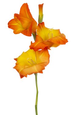 Glayöl çiçek izole