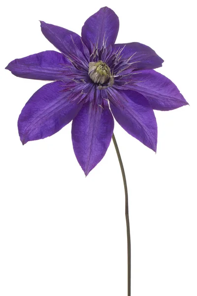 Clematis цветок изолирован — стоковое фото