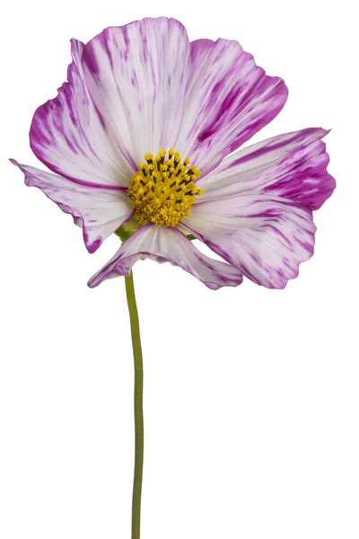 Cosmos Flor aislada —  Fotos de Stock