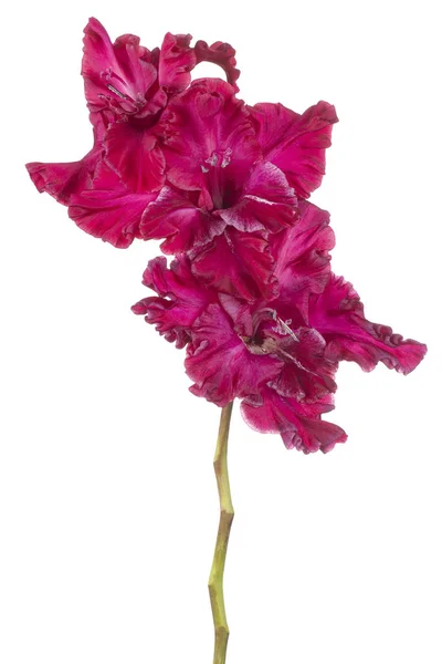 Троянди плетисті квітка ізольовані — стокове фото