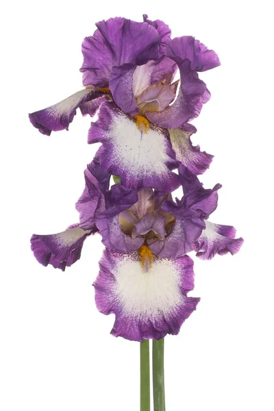 Irisblüten isoliert — Stockfoto