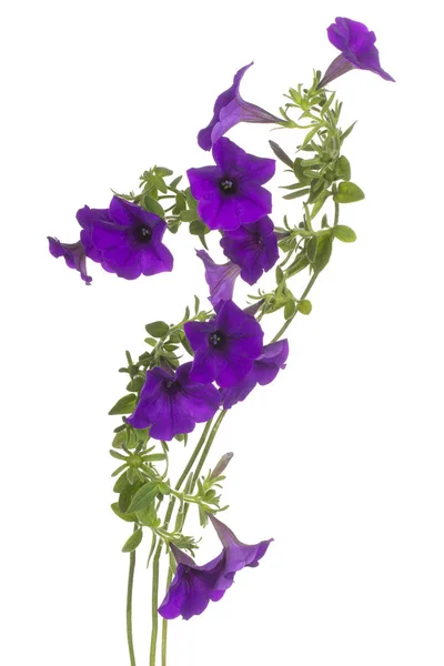 Petúnie květina izolované — Stock fotografie