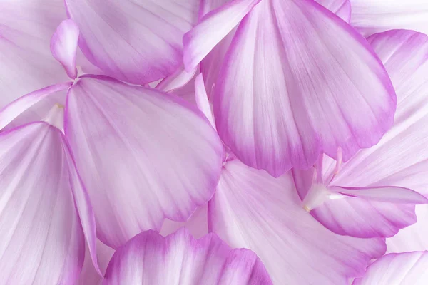 Petali di fiori cosmo — Foto Stock
