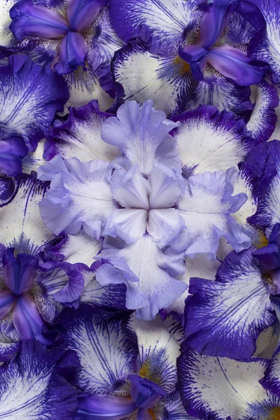 Fundos de flores da íris — Fotografia de Stock