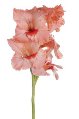 Glayöl çiçek izole