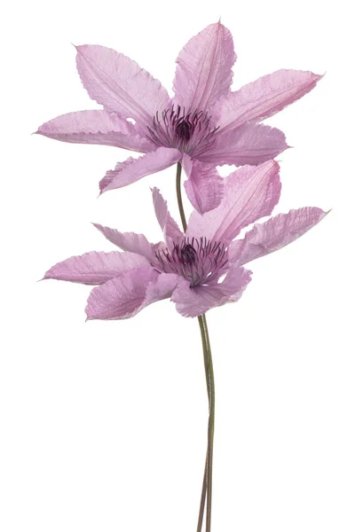 Clematis květina izolované — Stock fotografie