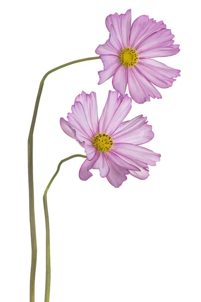 Cosmos flowers isolated — Stock Photo, Image