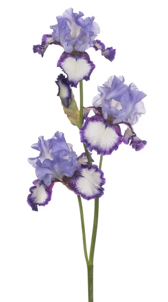 Iris flower isolated — Stock Photo, Image
