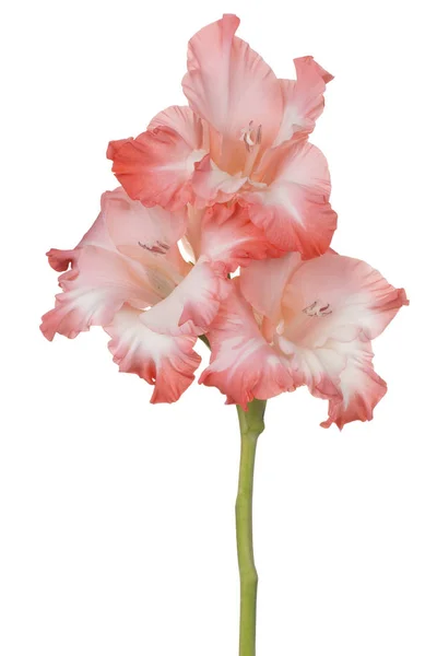 Gladiolus fleur isolée — Photo