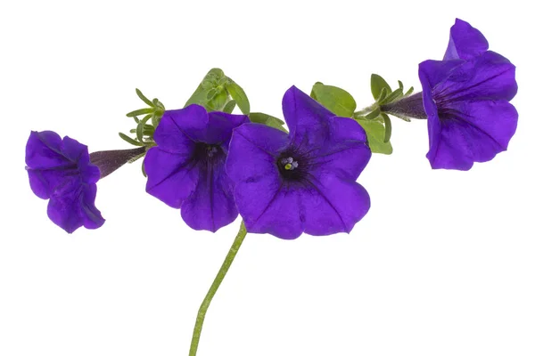 Petunia fiore isolato — Foto Stock