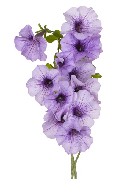 Flor de petúnia isolada — Fotografia de Stock