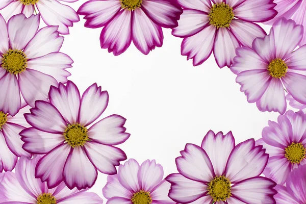 Kosmos Blume Hintergrund — Stockfoto