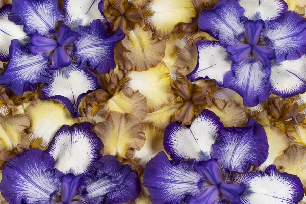Flores da íris fundo — Fotografia de Stock