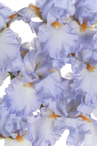 Iris květiny pozadí — Stock fotografie