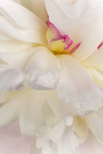 Peony flower background — Stock Photo, Image