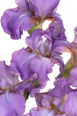 Iris çiçek arkaplanı