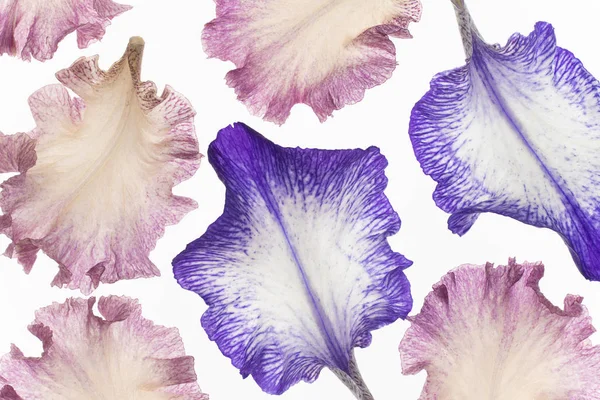 Iris płatki na białym — Zdjęcie stockowe