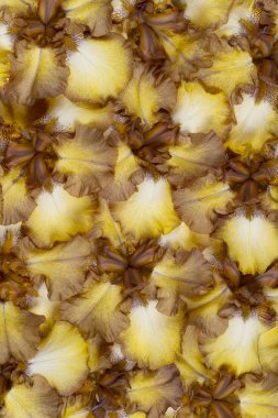 Iris çiçek arka plan