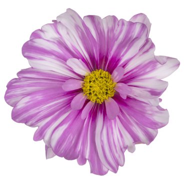 İzole cosmos çiçek