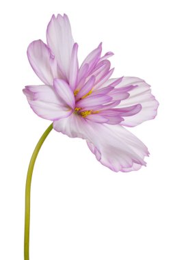 İzole cosmos çiçek