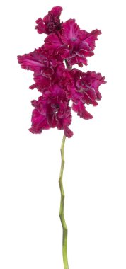 Glayöl çiçek izole