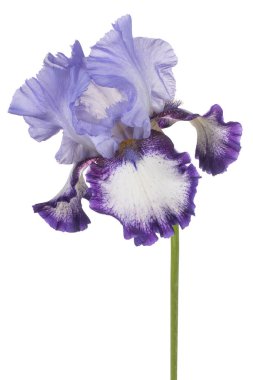 izole iris çiçeği