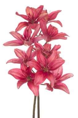 Zambak çiçeği soyutlanmış