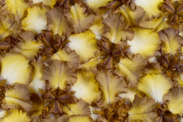 Iris fiori sfondo — Foto Stock