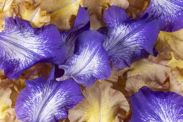 Iris Blütenblätter Hintergrund — Stockfoto